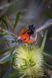 Close-up of butterfly pollinating on flower