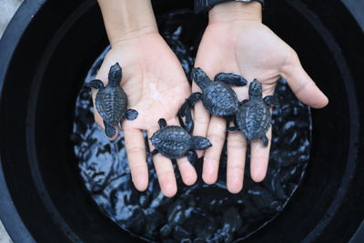 High angle view of hand holding turtle baby