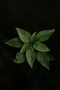 High angle view of plant leaves against black background