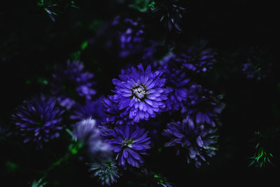 Close-up of purple flowering plants