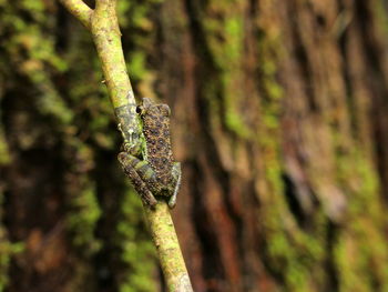 Close-up of insect on leaf