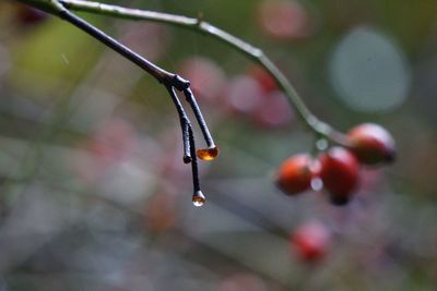 Close-up of wet red berries