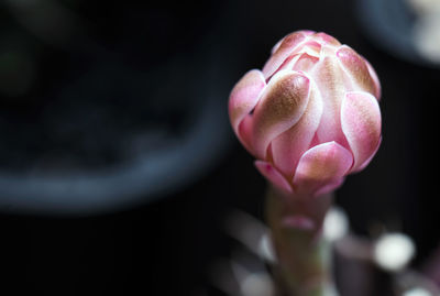 Close-up of pink flower