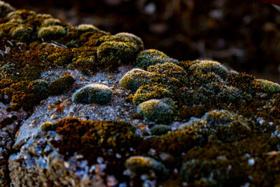 Close-up of moss on rock