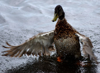 Close-up of duck swimming on lake