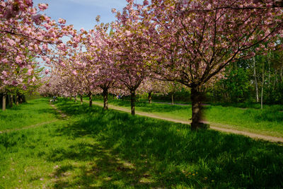 View of cherry blossom trees in park