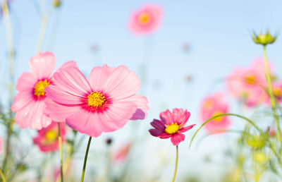 Close-up of pink cosmos flowers