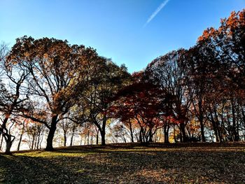 Trees in forest against clear sky