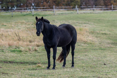 Horse standing in a field