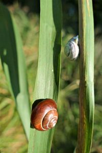 Close-up of snail on plant