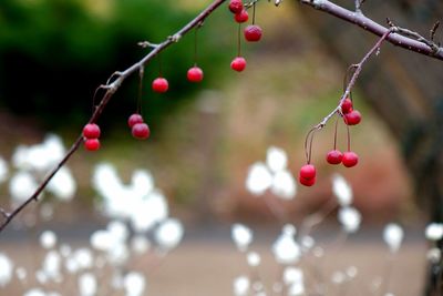Close-up of berries growing on tree