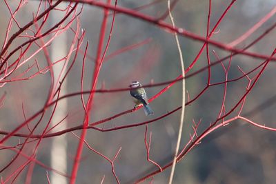 Low angle view of bird perching on tree