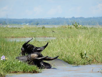 A water buffalo is grazing in southern myanmar.