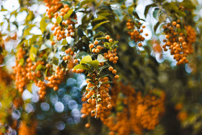 Low angle view of tree