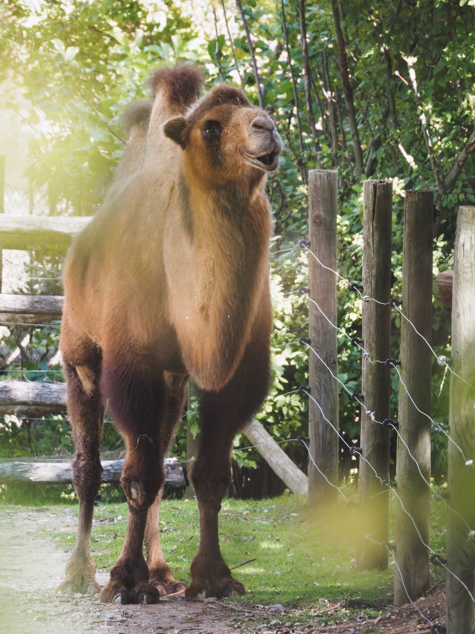 animal themes, one animal, mammal, no people, day, domestic animals, animals in the wild, standing, outdoors, tree, portrait, looking at camera, nature, close-up