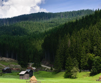 Scenic view of pine trees in forest against sky