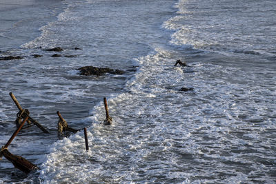 High angle view of bird swimming in sea