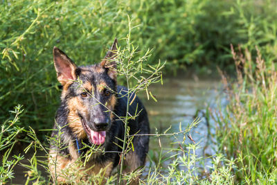 Dog on grassy field