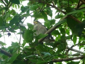 Low angle view of bird perching on tree