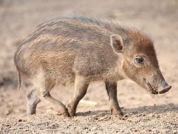 Close-up of an animal