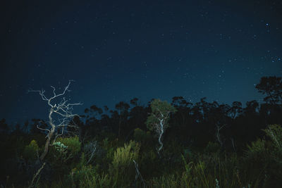 Trees against star field at night
