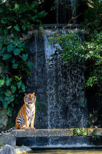 Cat sitting on a tree