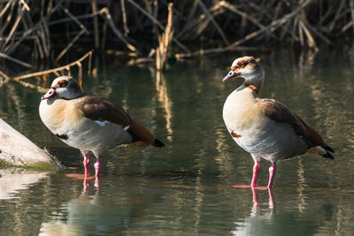 Ducks on a lake