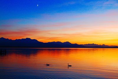 Swans swimming in lake against sky during sunset