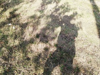 High angle view of shadow on field