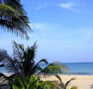 Palm tree by sea against sky