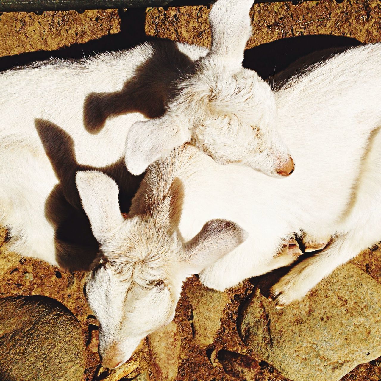 high angle view, animal themes, close-up, white color, nature, day, outdoors, no people, wood - material, field, the end, sunlight, death, dry, one animal, tree trunk, mammal, textured, focus on foreground, part of