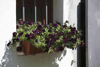 Potted plants against window