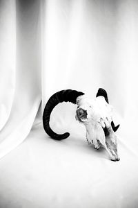Close-up of dog sitting on floor at home