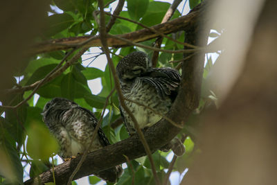 Low angle view of birds perching on tree