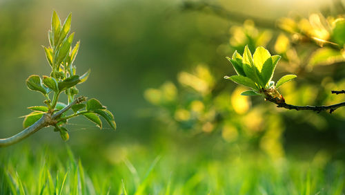 Close-up of plant growing on field