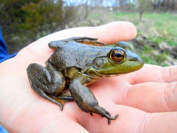 Visiting a bullfrog