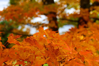 Close-up of maple leaves on tree during autumn