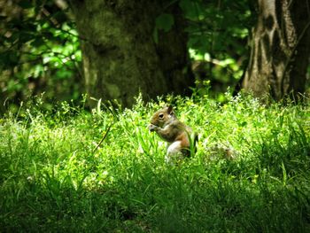 Squirrel on land in forest