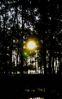 Sun shining through trees