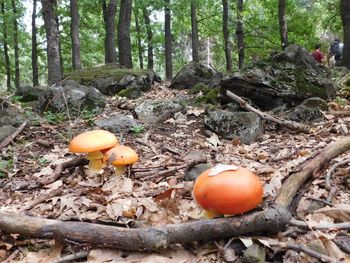 Close-up of mushrooms growing in forest