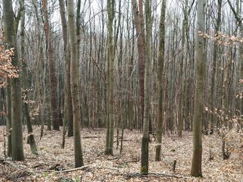 Panoramic shot of trees on field