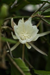 Close-up of white flowering plant