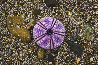 High angle view of starfish on beach