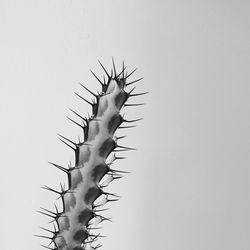 Low angle view of cactus against clear sky