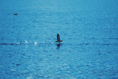 Man swimming in sea