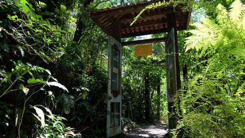 Walkway amidst trees in forest