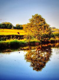 Reflection of trees in water