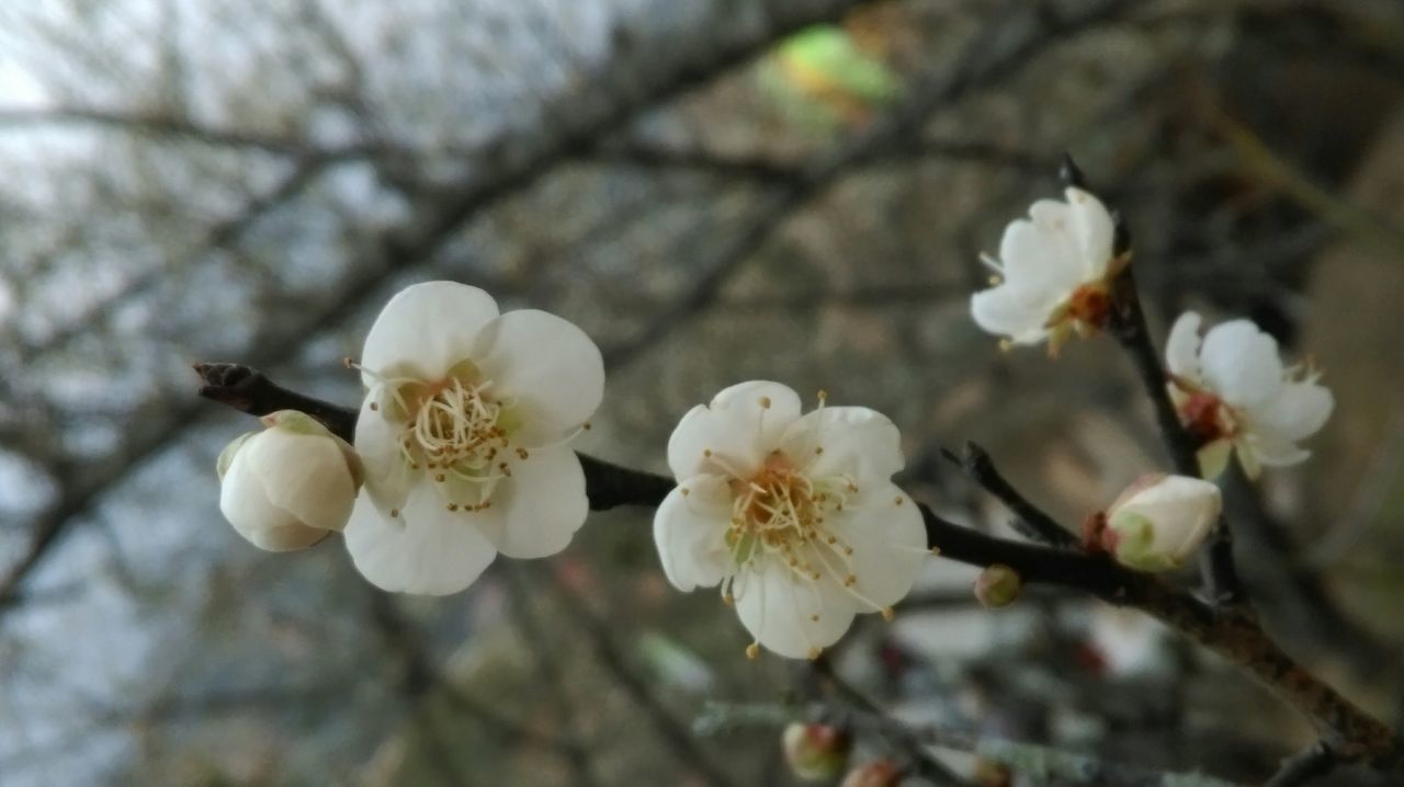 flower, freshness, fragility, petal, white color, growth, flower head, cherry blossom, beauty in nature, branch, focus on foreground, tree, close-up, blossom, nature, apple blossom, stamen, blooming, in bloom, twig