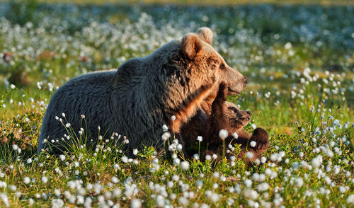 View of an animal on grass