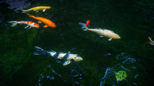 High angle view of koi carps swimming in lake